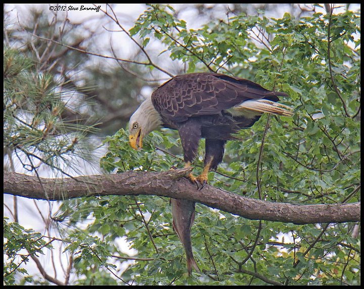 _2SB0398 american bald eagle with fish.jpg